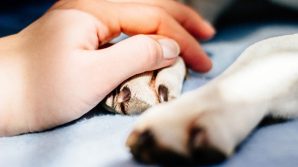 Il cane era un animale domestico da compagnia già duemila anni fa, lo afferma uno studio