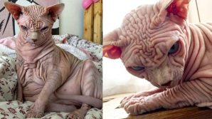 Il gatto più inquietante e spaventoso del mondo è in realtà dolcissimo