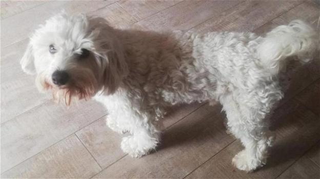Covid, adozione bloccata: il cane Fiocco e l’amicizia sospesa con la nuova proprietaria