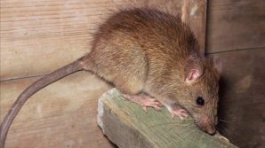 Cina, un morto per Hantavirus: contagio tra persone raro, non si trasmette per via aerea