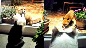 L’amicizia tra il gatto e la volpe ai tempi del Coronavirus