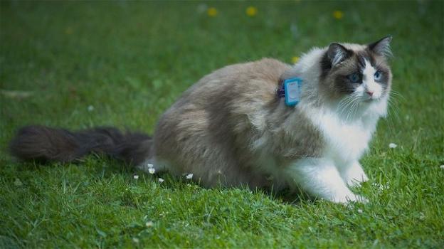 Il Cat Tracker e la vita segreta dei gatti domestici