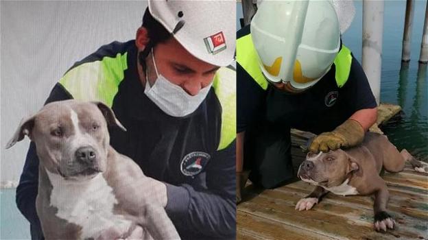 Fiumicino: salvato cane incastrato tra gli scogli