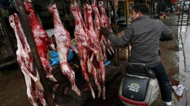 Cina, riparte la vendita di carne di cane e gatto