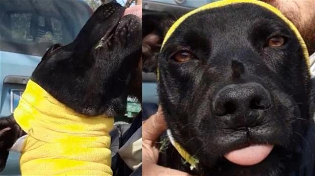 Puglia, cane ferito abbandonato in un casolare diroccato