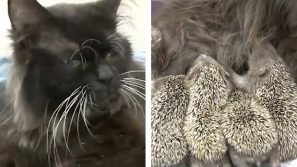 Dei cuccioli di riccio perdono la mamma. Una gattina li adotta in modo amorevole!