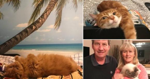 Hotel di lusso per gatti offre ospitalità agli animali dei ricoverati per Coronavirus