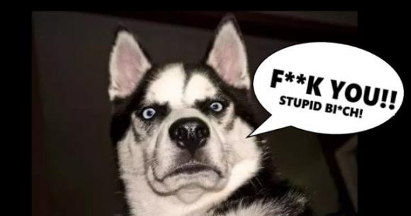 Il nuovo collare che traduce l’abbaiare dei cani in bestemmie