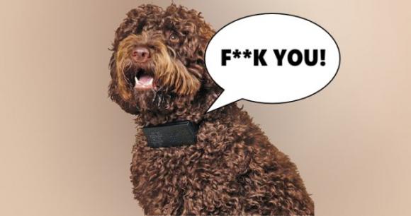Il nuovo collare che traduce l’abbaiare dei cani in bestemmie