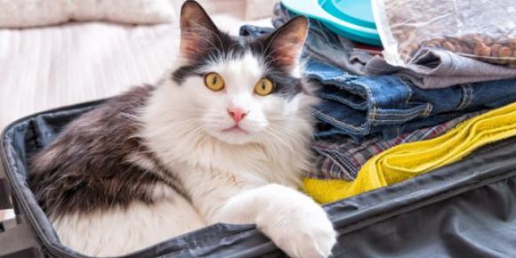 Hotel di lusso per gatti offre ospitalità agli animali dei ricoverati per Coronavirus