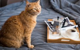 Hotel di lusso per gatti offre ospitalità agli animali dei ricoverati per Coronavirus