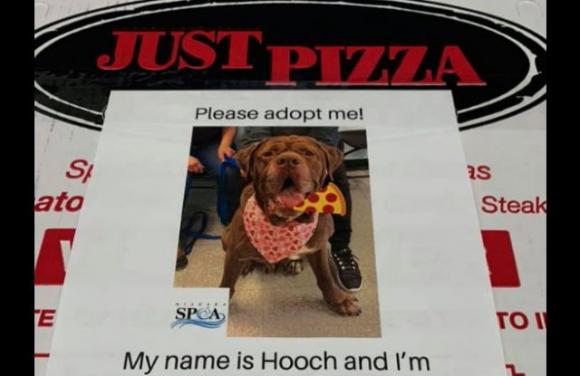 Ecco l’iniziativa: le foto dei cani da adottare sui cartoni della pizza