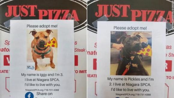 Ecco l’iniziativa: le foto dei cani da adottare sui cartoni della pizza