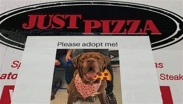 Ecco l’iniziativa: le foto dei cani da adottare sui cartoni della pizza