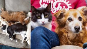 Gatto torna in piena salute grazie alla sorprendente amicizia con un cane