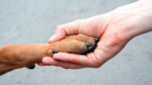 Colorado, il cane Sunny porta la spesa ad un’anziana chiusa in casa in isolamento