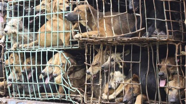 Shenzhen, dal primo maggio stop al consumo di carne di cani e gatti