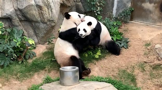 Hong Kong: zoo chiuso causa Covid-19, due panda giganti si accoppiano dopo 10 anni