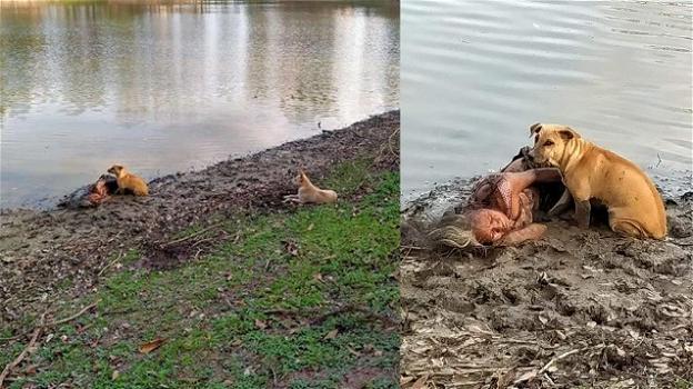 Due cani salvano una donna non vedente: dormiva nel fango sulla riva di un fiume