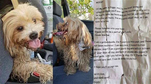 Malesia, cane con biglietto al collo salvato da una strada trafficata