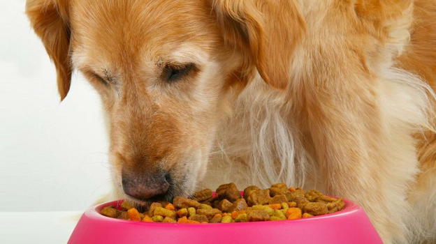 Consigli per nutrire in modo corretto il proprio cane