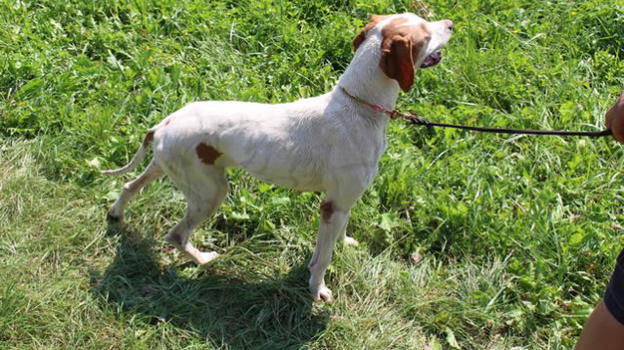 Como: donna porta il cane a passeggio in un campo, il proprietario del fondo spara