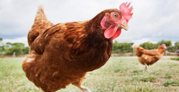 Coronavirus: “Vado a consolare un’amica perché le è morta la gallina”, fermato
