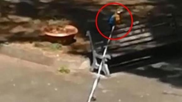 Carpi: porta a spasso il criceto perché “irascibile in casa”. Multato