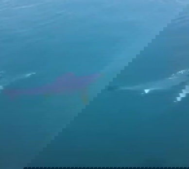 Squalo nel porto di Pozzuoli: “Ce l’ha messo De Luca per non farci andare a mare!”