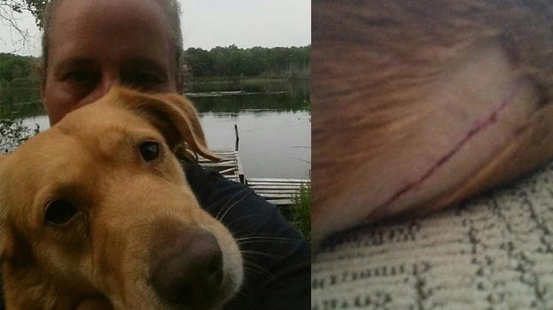 Michigan, donna salva il suo cane dall’attacco di un orso