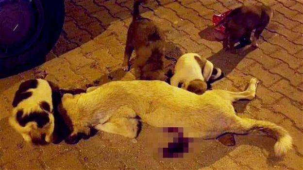 Cane giustiziato perché accusato di aver ucciso un bimbo: i cuccioli vegliano il corpo