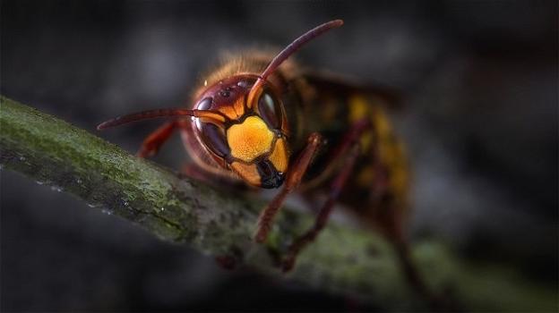 L’invasione della vespa killer potrà essere fermata grazie alla tecnologia