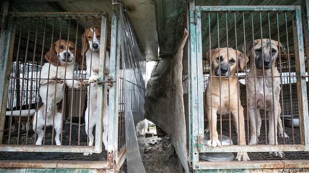 Corea del Sud, allevatore di cani da carne abbandona l’attività per coltivare ortaggi