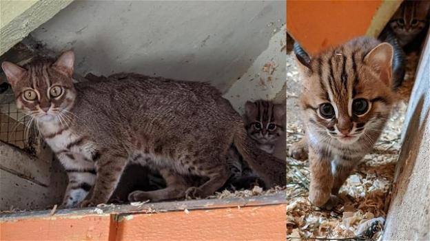Gran Bretagna: nascono due gatti rugginosi, felino a rischio estinzione