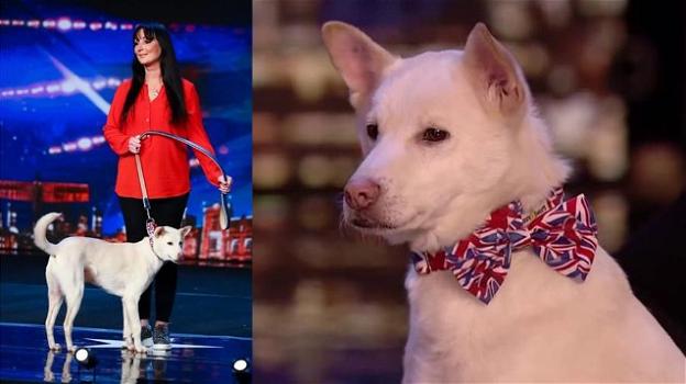 Miracle, il cane salvato dal macello e divenuto una star della tv britannica