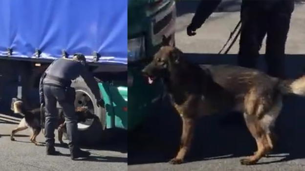 Il cane finanziere Denim trova 143 chili di stupefacenti al porto di Civitavecchia