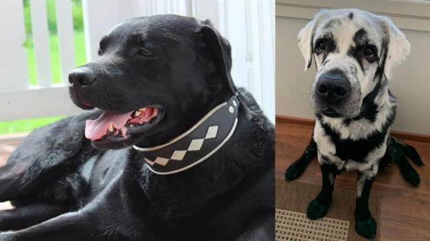 Cane Labrador dal pelo nero diventa bianco a causa di una patologia rara