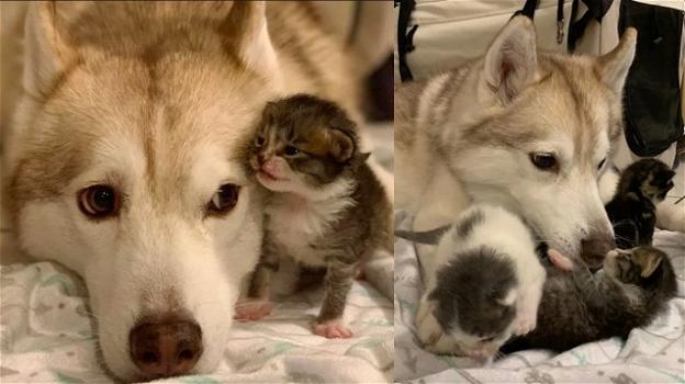 Quattro gattini scambiano un cane Husky per la loro madre