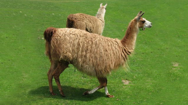 Covid-19, gli anticorpi dei lama potrebbero annientare il virus