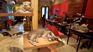 Martignacco, il cat cafè rimarrà chiuso a causa delle normative anti-Covid
