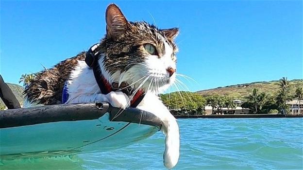 Hokule, il gatto adottato che ora fa surf con i suoi proprietari