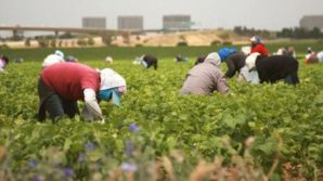 Sciopero dei braccianti: la sanatoria Bellanova non convince