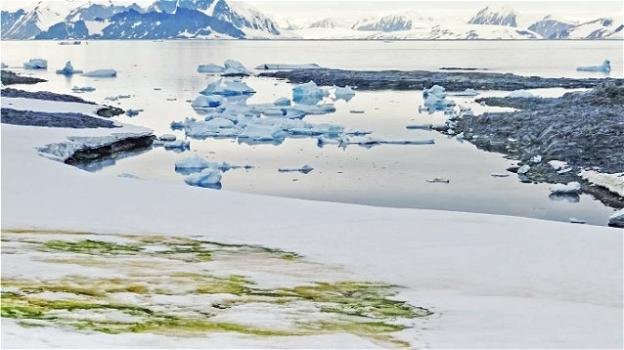 Cambiamenti climatici: in Antartide crescono le alghe sulla neve sciolta