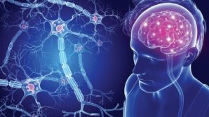 Riparate le lesioni del cervello nei topi con sclerosi multipla