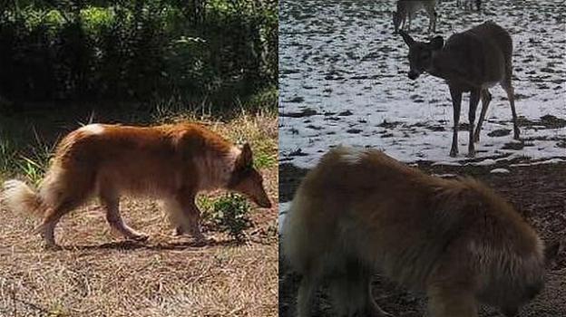 Cane scomparso per tre anni ritrovato nel bosco in compagnia di animali selvatici