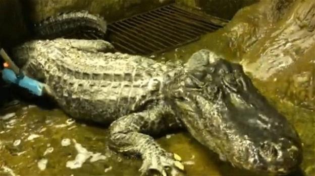 Mosca: è morto Saturn, l’alligatore 84enne di Hitler
