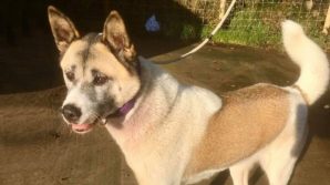 Vogliono adottare un nuovo cane, ma ritrovano quello che gli era stato rubato