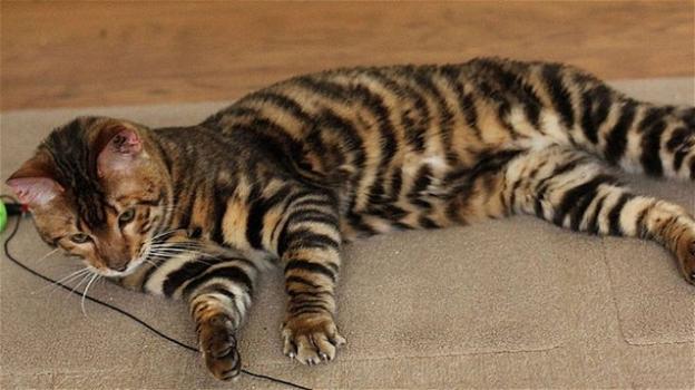 Razza Toyger, metà gatto e metà tigre: un felino ricercatissimo
