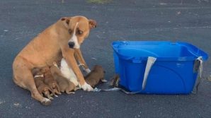 Texas, mamma cane e i suoi cuccioli abbandonati in un parcheggio