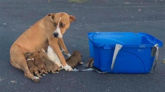 Texas, mamma cane e i suoi cuccioli abbandonati in un parcheggio